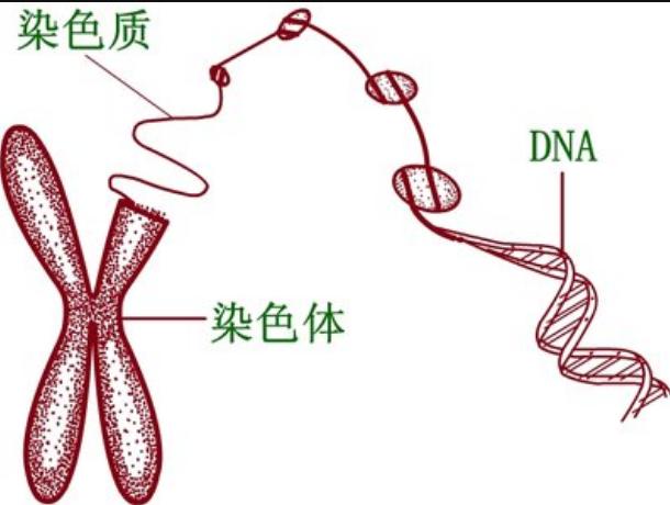 经常说的染色体染色质基因dna到底是什么以及有什么用