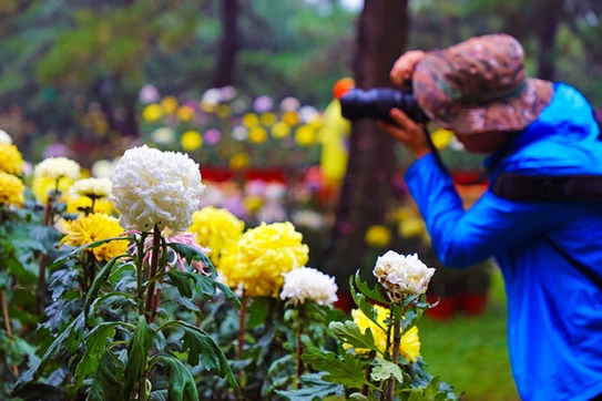 多头菊,悬崖菊……金秋时节来北京植物园赏花